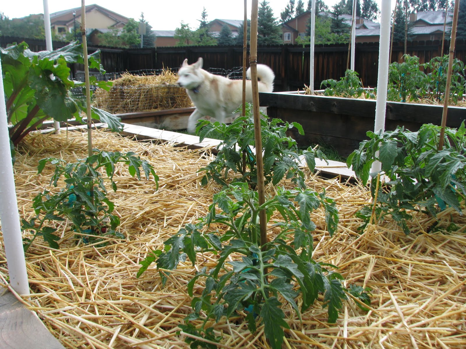 Don't Eat the Daisies: Using straw for garden mulch: a cautionary tale...
