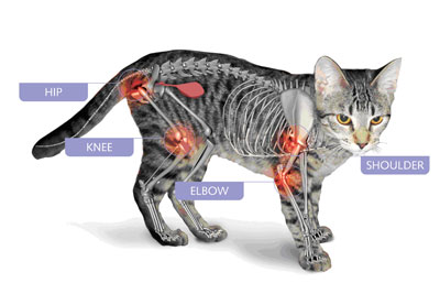 воспаление суставов у котов. локтевой сустав собаки рентген. артрит у кошек симптомы.