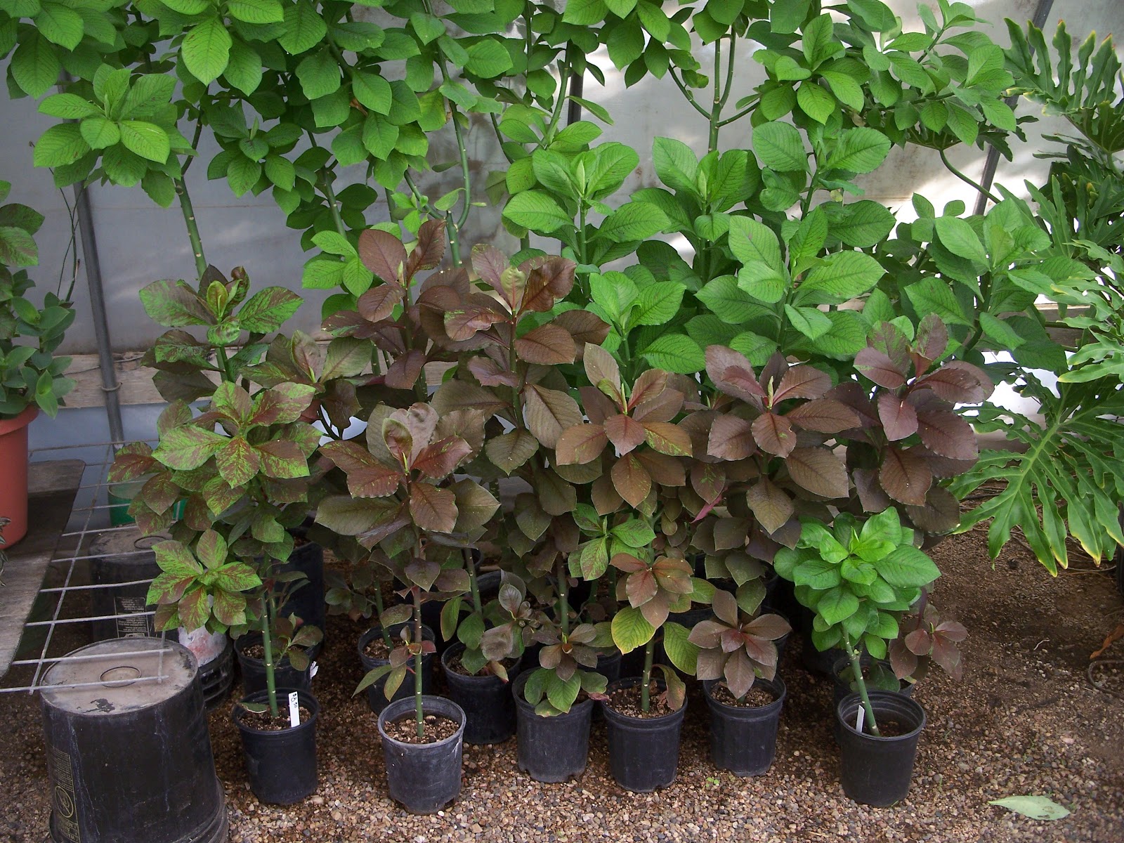 House Plants house-plants