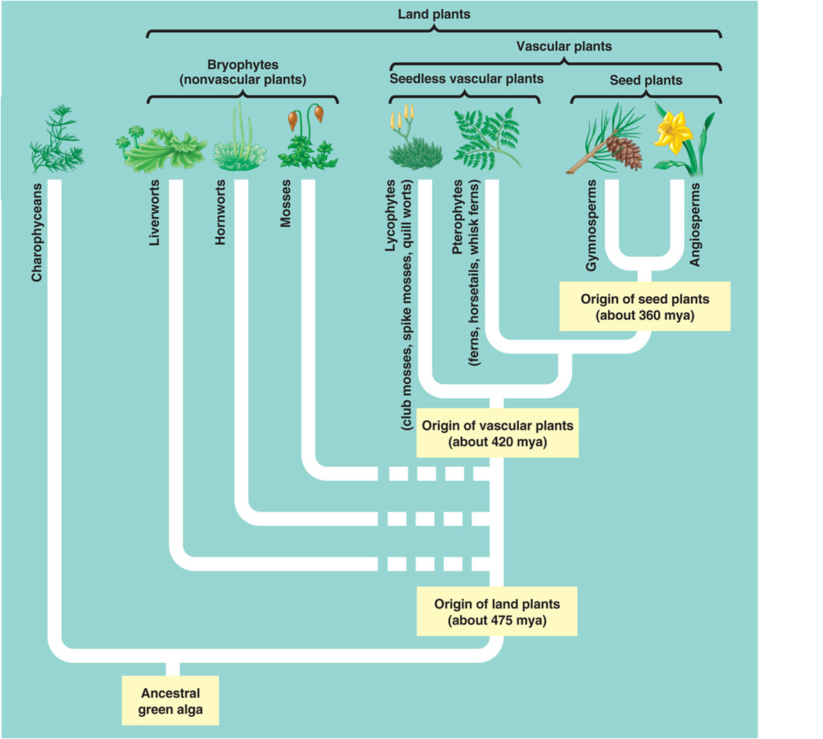 Plant origin. Origin Evolution of Plants. Plants phylogeny. Origin of Land Plants. Origin of Seed Seed.