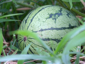 EL RINCON DE LA AMISTAD: Un tropiezo - Cuento - Mamerto Menapace