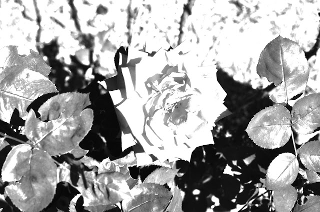 Roses coloring.filminspector.com