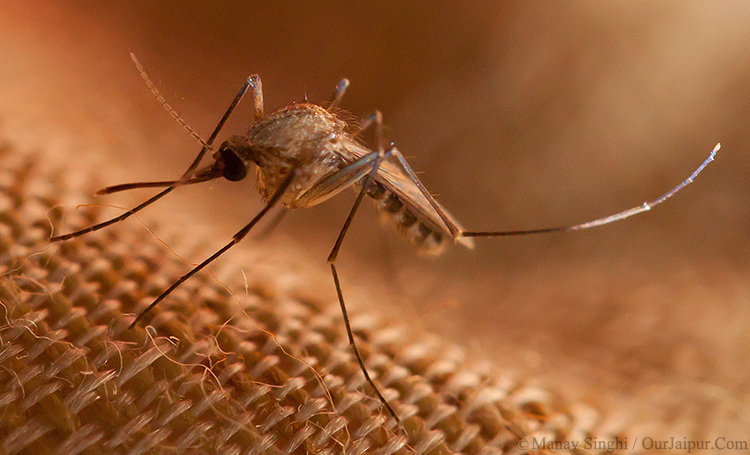 A Mosquito from Jaipur