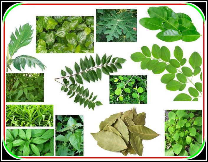 the benefits of herbal plant leaves as medicinal plants Perry Cantigi