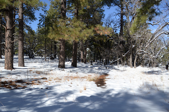snow and trees