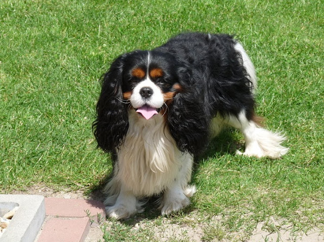 Warum einen Cavalier King Charles Spaniel? - ABOUT DOGS AND CHIRU
