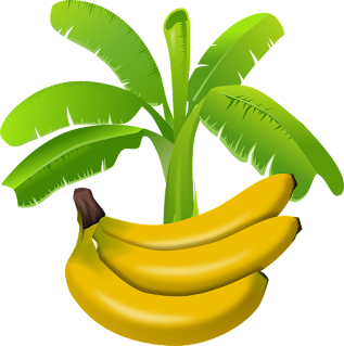 Illustration of bananas on a Banana tree