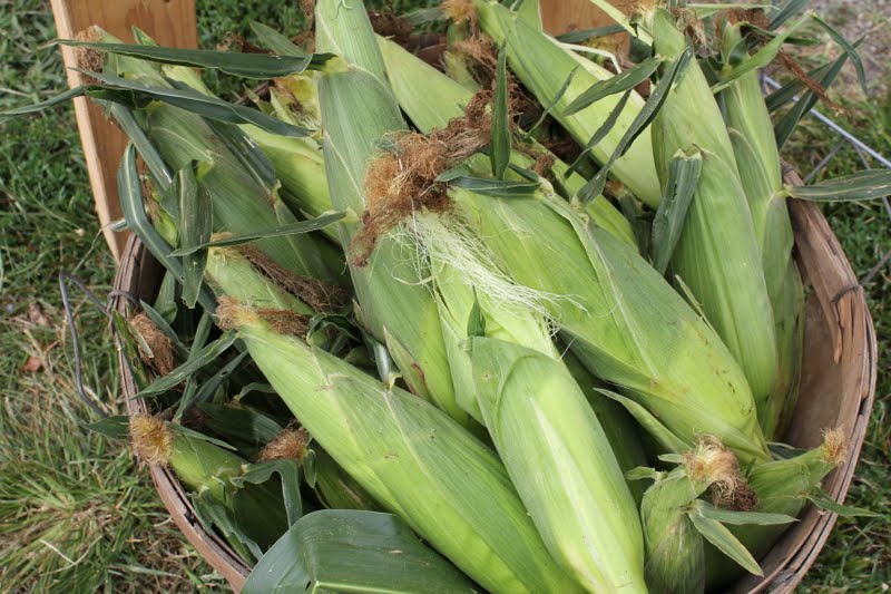French Hen Farm fresh picked sweet corn for sale!!!