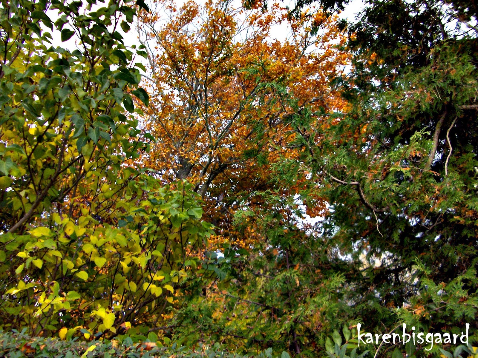 Karen`s Nature Photography: Autumn Coloured Tree and Bushes.