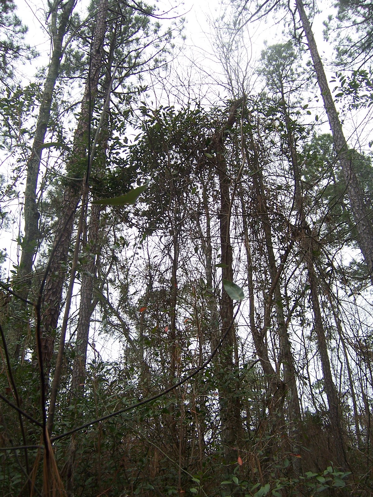 Ken Loyd's Eclectic Blog: Smilax: aka Greenbrier, Catbrier, or 