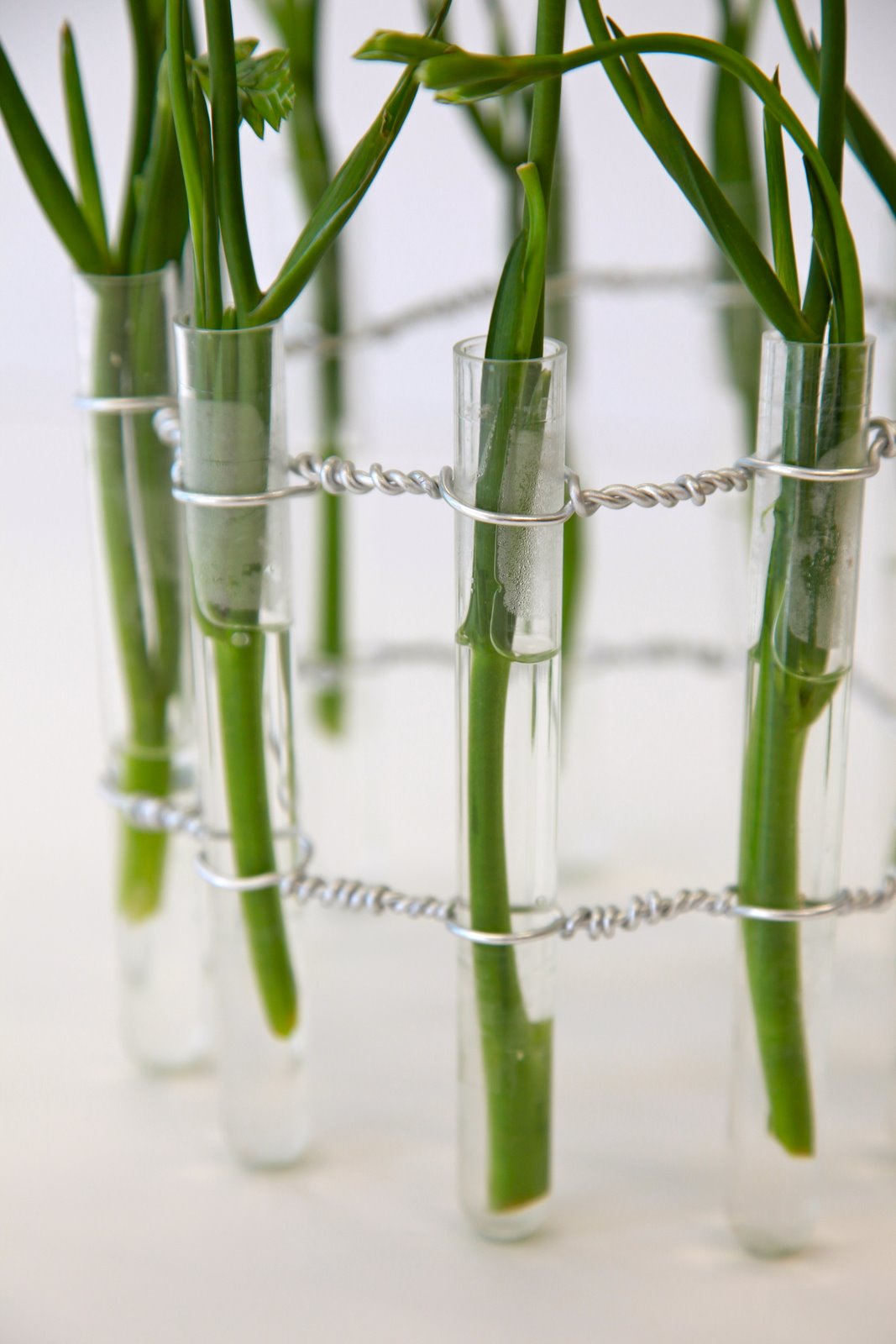 Vida Flores Test tube Vase