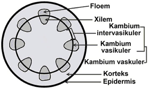 [Kunci Jawaban] Bagian yang berfungsi sebagai jaringan pengangkut