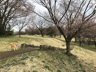 咲き始めているエドヒガンの群生と柴犬ゆき富山