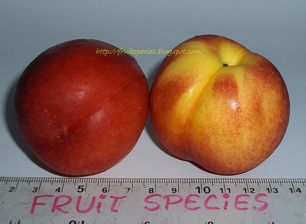 Fruit Species NECTARINE (Yellow Flesh)