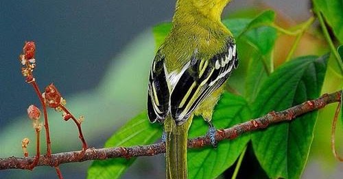 Mengenal Ciri Burung Cipoh Sirpu Sirtu Dilengkapi Gambarnya