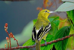 Daftar Harga Burung Cipoh Sirpu Sirtu Agustus 2019 Update
