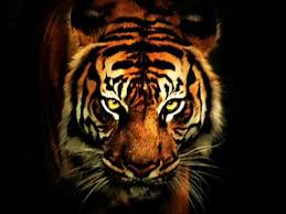 Eye of the Tiger - Wikipedia