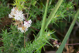Dodder, Cuscata epithymum, on Gorse, Ulex europaeus.  Ashdown Forest, 17 August 2012.