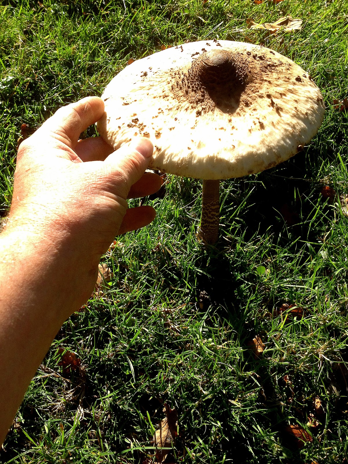 Mike Kelly's Water Log The Parasol Mushroom (Macrolepiota procera