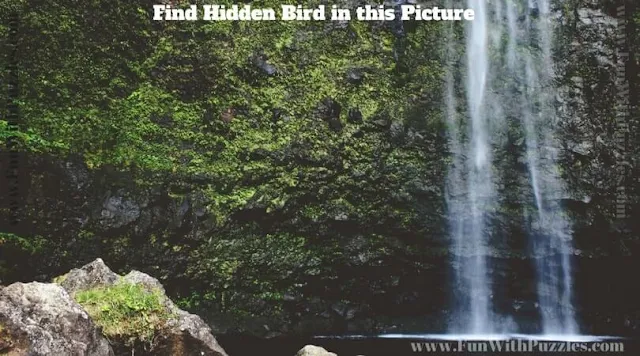 Test your observational skills by finding hidden bird in this picture puzzle image