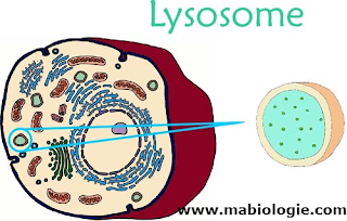 Les lysosomes