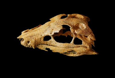 Τεράστιο πουλί είχε φάει το «αρχαιότερο» παιδί των Νεάντερταλ! Ιστορική ανακάλυψη  