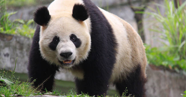 Cuanto Bambu Come Un Panda Al Dia