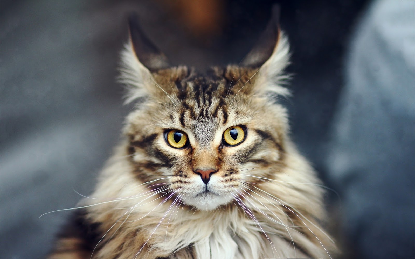 Maine Coon Cat Good information NeatPets ( Dogs & Cats )