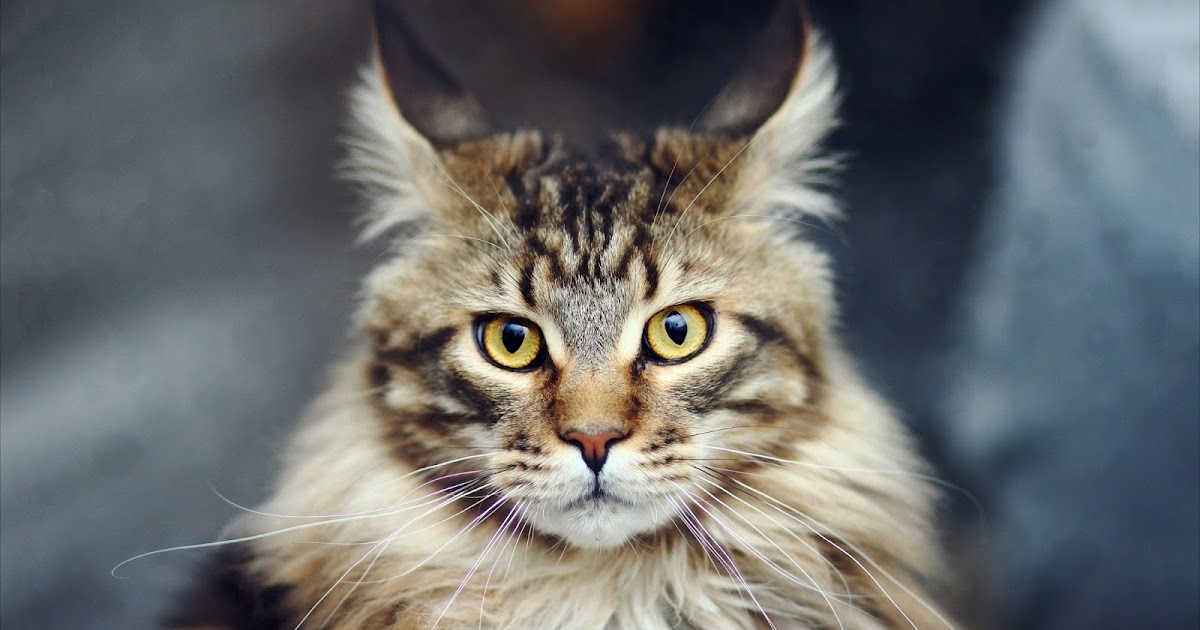 Maine Coon Cat - Good information - Neat-Pets ( Dogs & Cats )