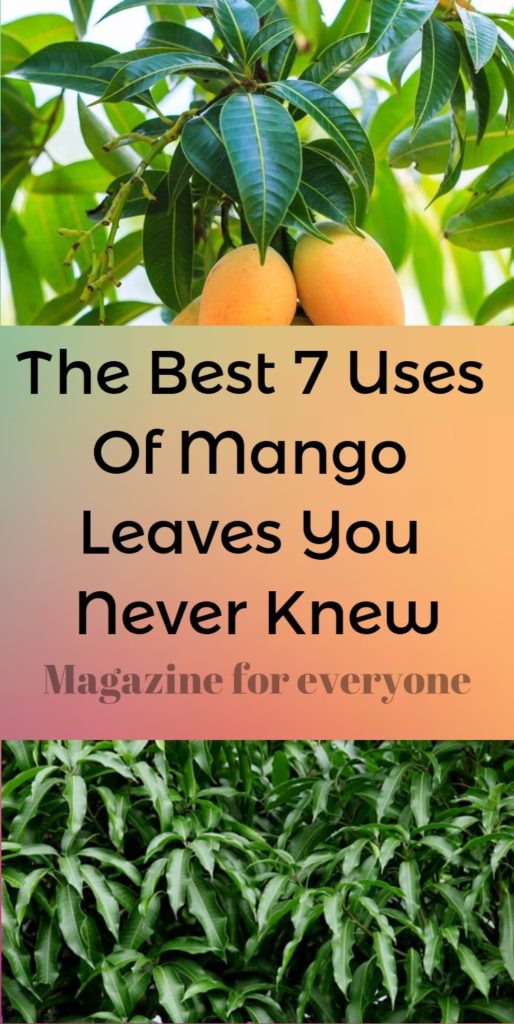 The Best 7 Uses Of Mango Leaves You Never Knew Organizing Ideas