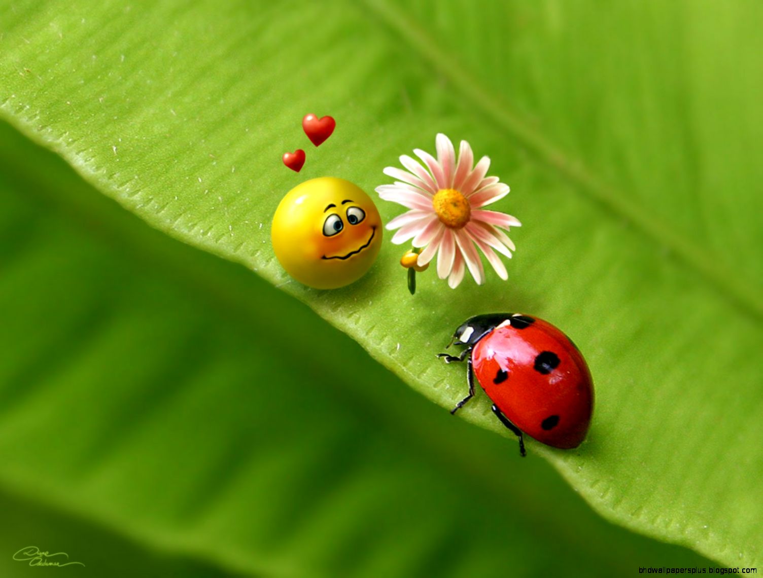 Ladybug Desktop Background in Love