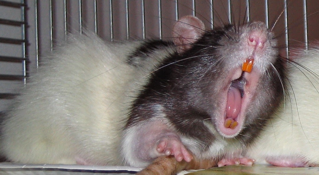 Ultimate Rat Care Blog Why Does My Rat's Eyeballs Bounce? Is My Fancy