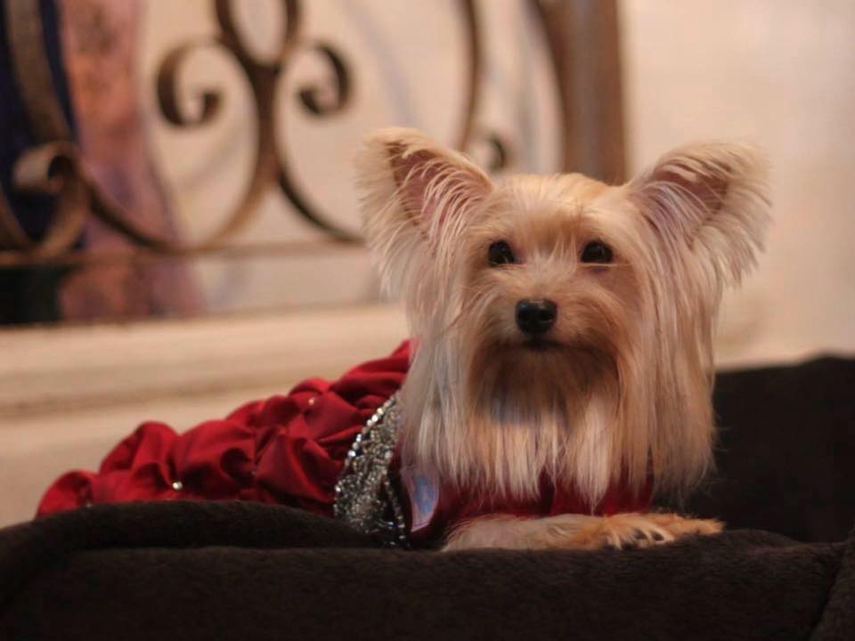 CENTURY CITY MALL IN MAKATI IS A PET FRIENDLY MALL + PET FASHION