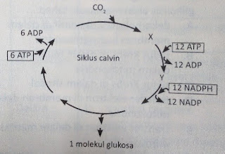 Soal Adan Pembahasan Materi Metabolisme