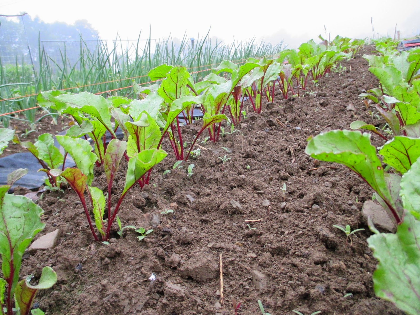 The Deliberate Agrarian Deliberate AgrarianSnippet 39Transplanted