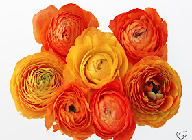 Yellow Roses Pictures