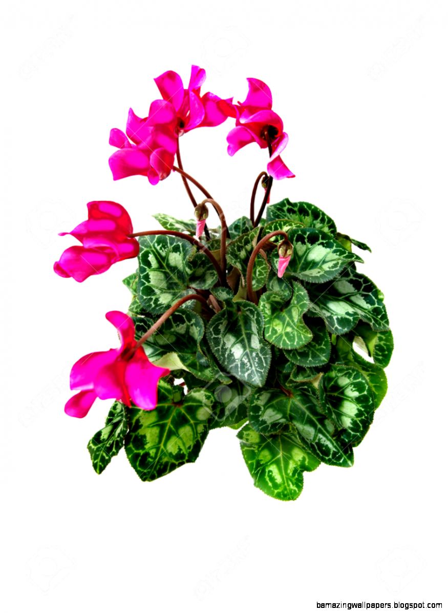 Flowering House plant Isolated Over White Stock Photo Picture And