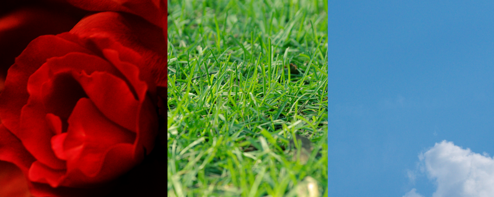 ichthus153 Roses are Red, Grass is Green, and the Sky is Blue A