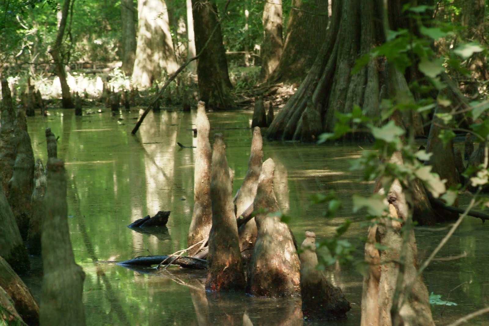 The CreativeNative Project The Magical Cypress Swamps of southeastern