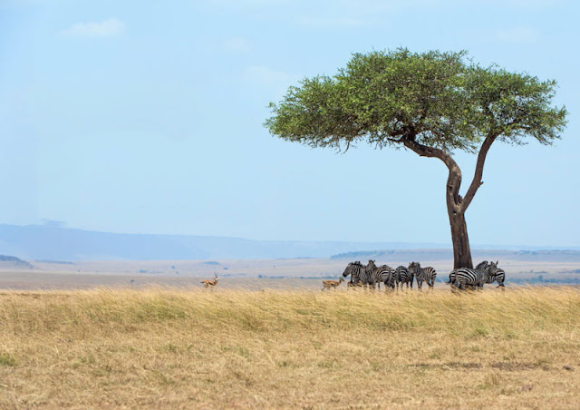 Fotosafari in Kenia. Safari miit Uwe Skrzypczak und D.M. Tours in der Masai Mara. 