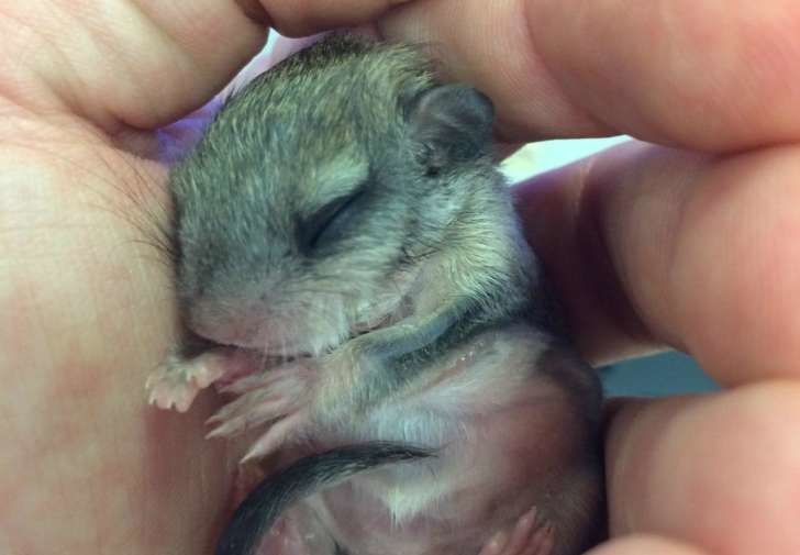 Jeff was told the critter would die after he posted some photos online. - This Guy Saved A Tiny Animal, But Had No Idea What It Actually Was. Jeff was told the critter would die after he posted some photos online. - This Guy Saved A Tiny Animal, But Had No Idea What It Actually Was.