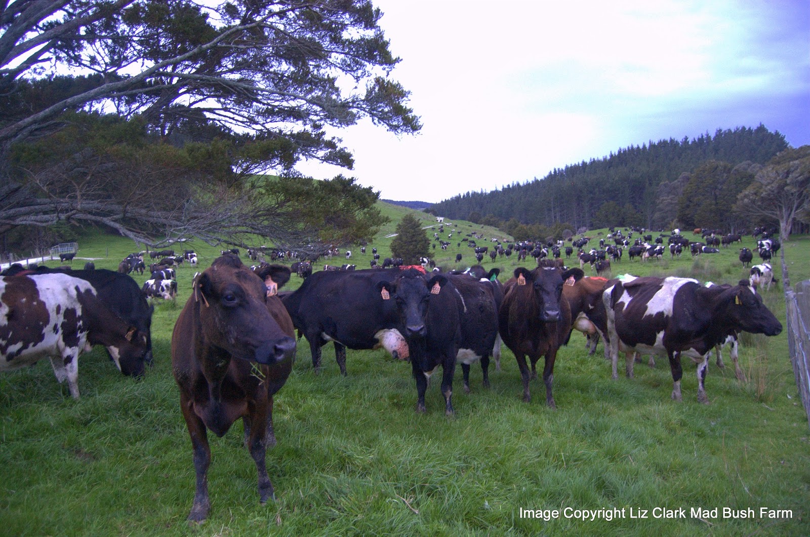 Dear SAFE (NZ) Stop Bashing our New Zealand Dairy Farmers farmvoices 