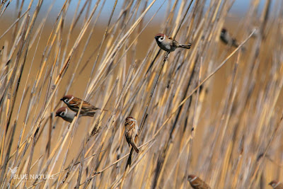 Bando de gorriones molineros (Passer montanus). Es imposible diferenciar machos de hembras a simple vista.