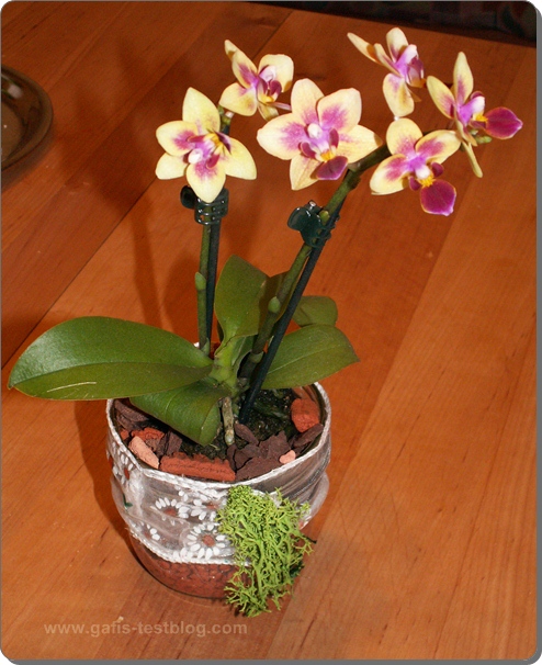 Mini-Orchideen