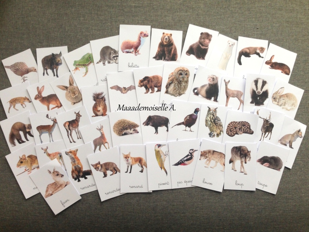 Animal Des Forets 4 Lettres maaademoisellea.blogspot.com