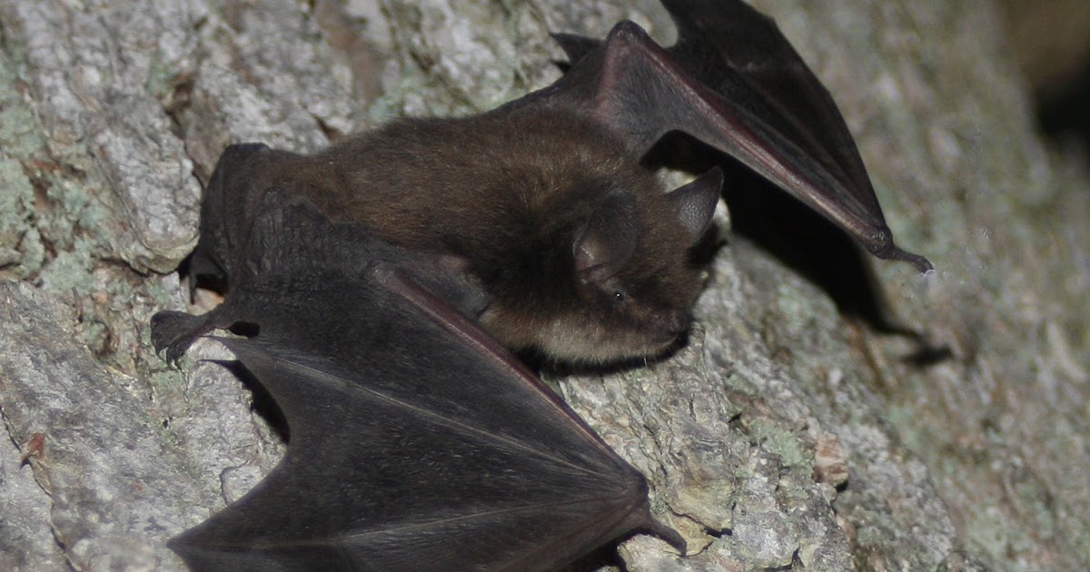 Woodland Park Zoo Blog Whitenose syndrome How you can help bats in