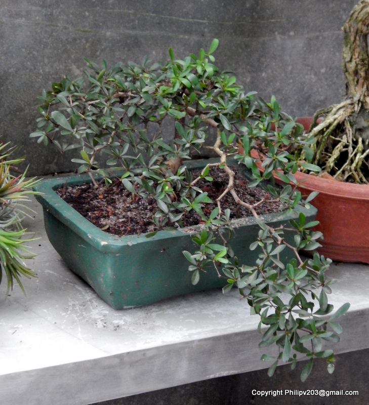 Flowers found in Sri Lanka Bonsai plants, Colombo, Sri Lanka.