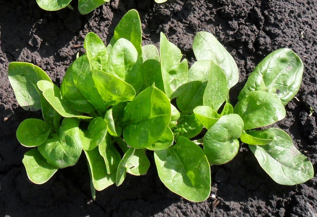 грядки , базилик. шпинат огородный. шпинат широколистный. шпинат огородный это щавель?. шпинат огородный амарантовые.