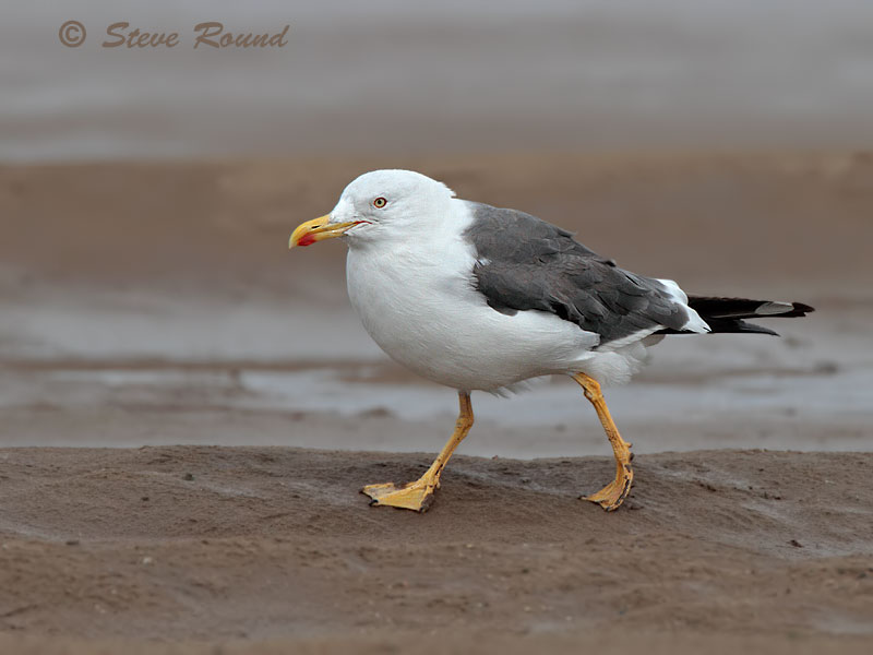 Lesser Black-backed Gull, seagull, bird,