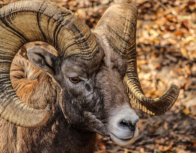 10 متلازمات غريبة تُصيب الحيوانات فقط